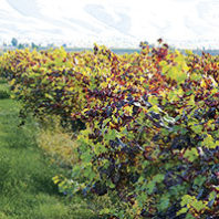 Grapevine leafroll disease