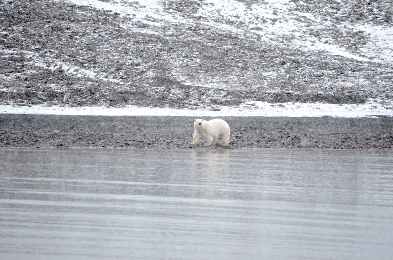 Polar bear on shore of Svalbard. Photo Debbie Lee