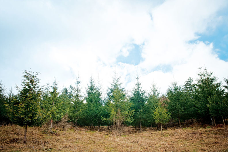 Restored forest at Meyer's Point