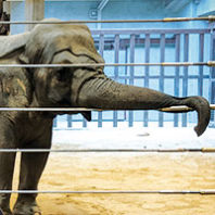Elephant at National Zoo