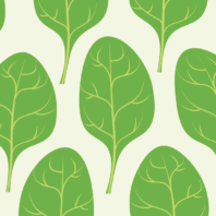 Spinach leaf illustration