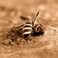 Alkali bee on bee bed
