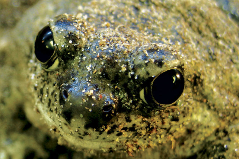 Close up of spadefoot toad