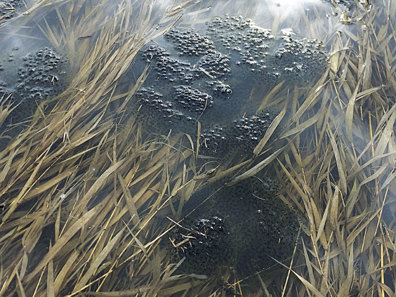 Columbia spotted frog egg masses