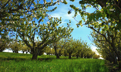 Cherry trees at Tukey Orchard