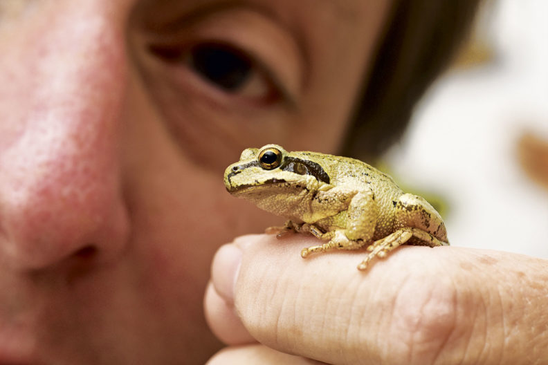 Allan Pessier holds a Pacific chorus frog on his finger