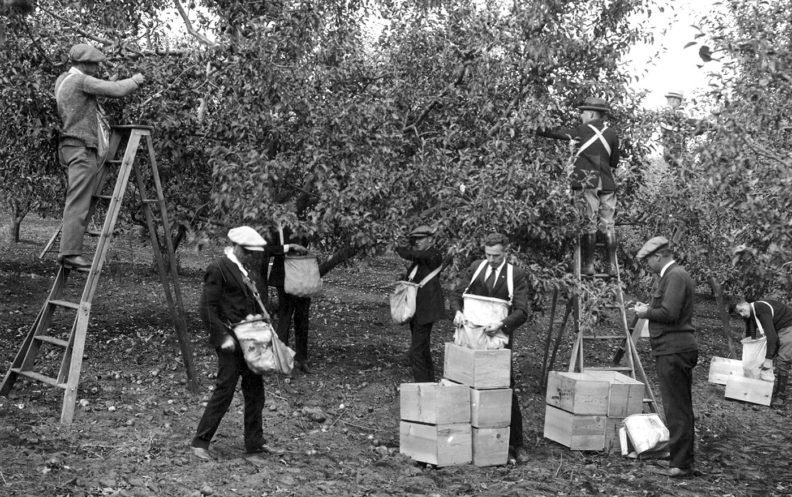 Picking apples in the Washington State College orchard in 1925