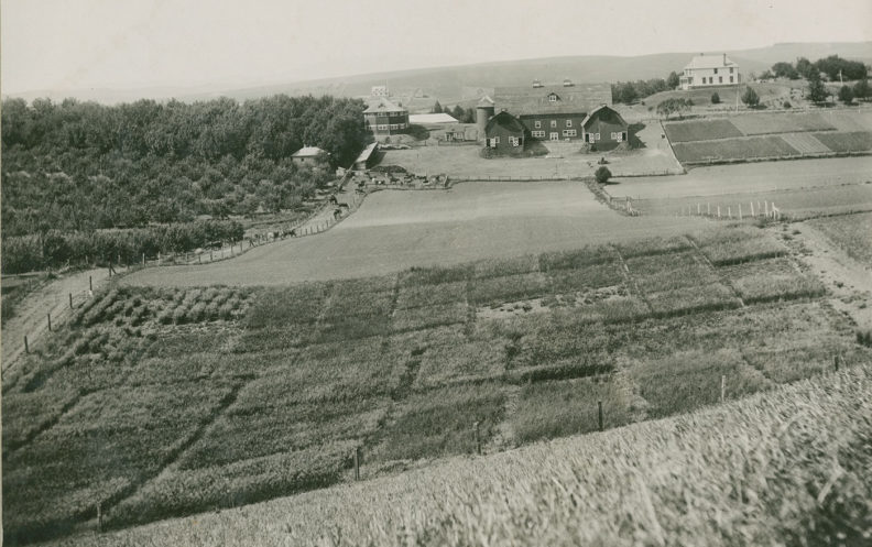 The Washington State College orchard at left in this 1910 photograph