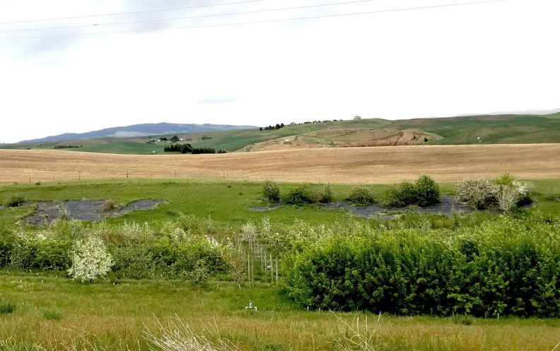 Cornell World Collection Orchard located just east of old Tukey Orchard