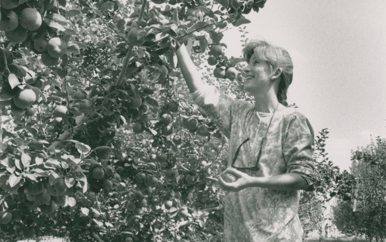 Student picking apples in 1992