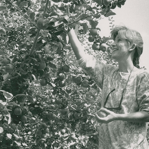 Woman picking apples at Tukey Orchard, 1992