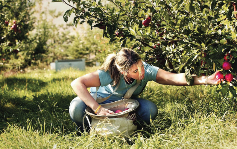 Student picking apples