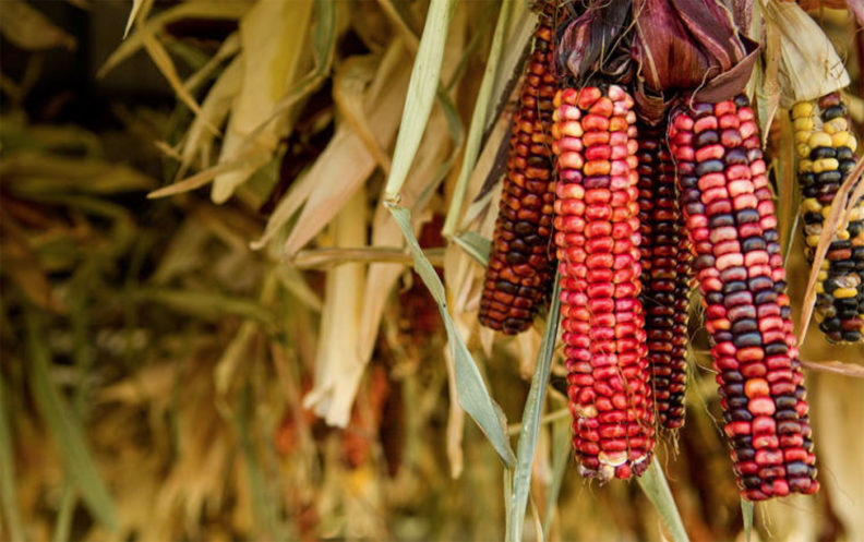 Red corn at WSU
