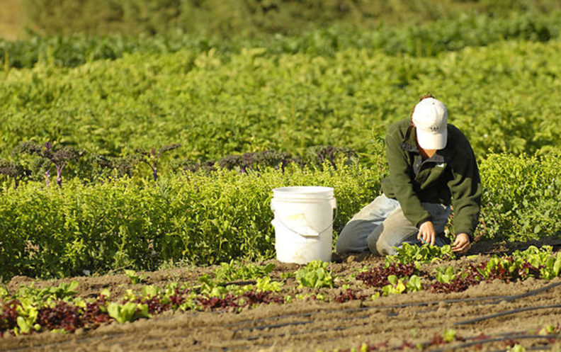 Person planting at Tukey Orchard