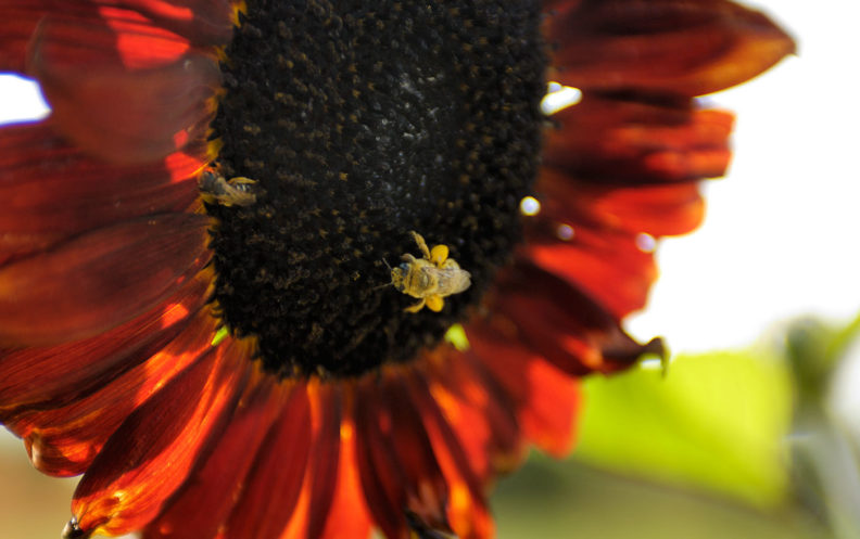 Bees collecting pollen