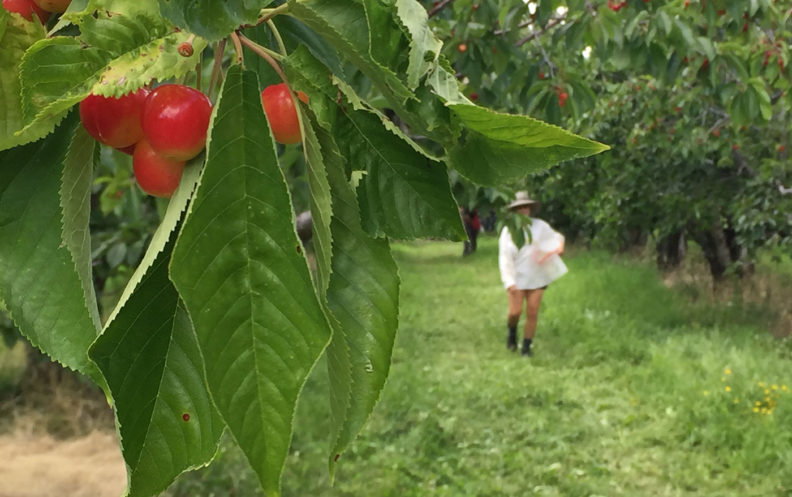 Cherries ripening on tree