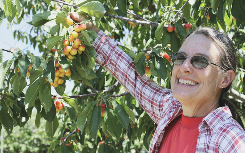 Deb Pehrson, manager of the WSU Tukey Horticulture Orchard