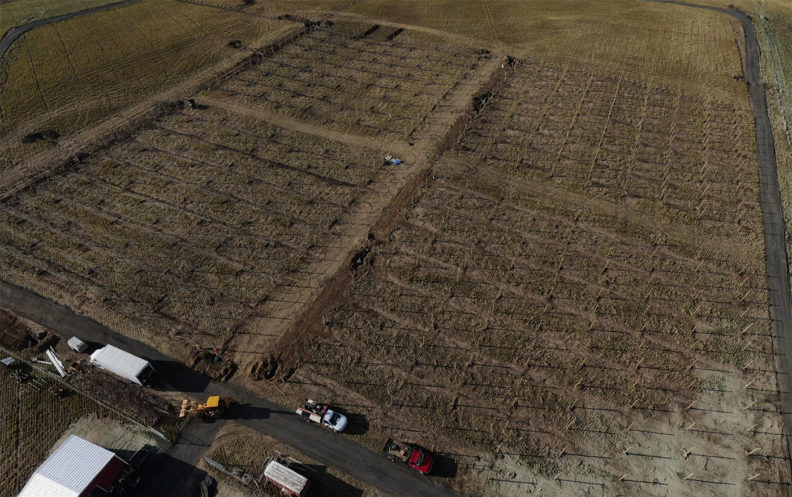 High-tech trellises for heirloom apple trees
