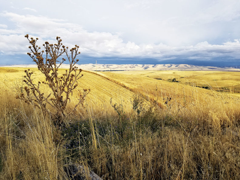 Early evening light over Pendleton fields in Oregon