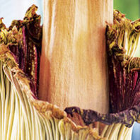 A rare titan arum corpse flower blooms at WSU Vancouver. (Photo Laura Dutelle)