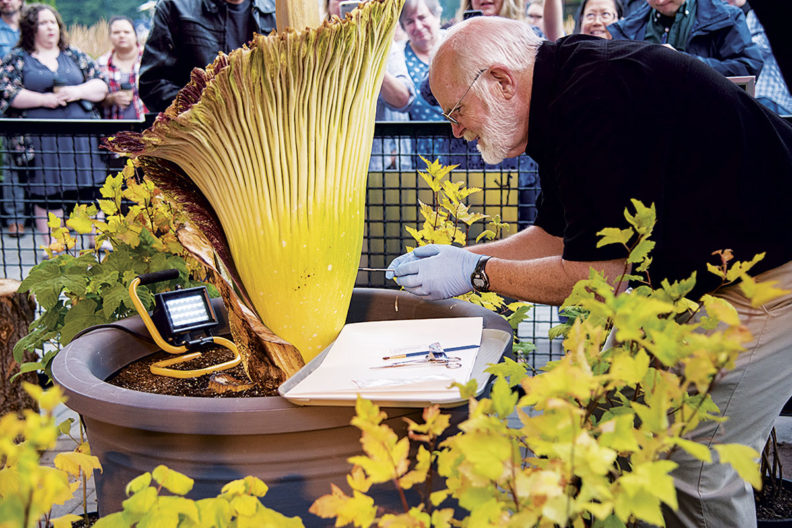 Steve Sylvester extracting seeds from titan arum corpse flower