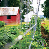 Fenced in garden with barn in background