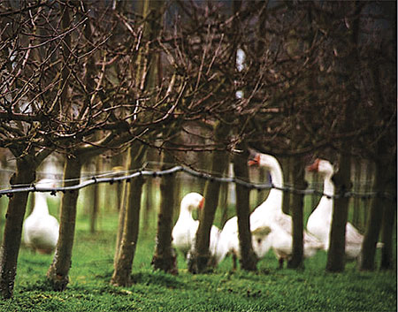 Geese walk around apple trees at Finnriver Farm and Cidery