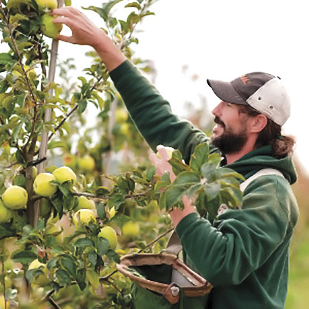 Cameron Denning at Finnriver Farm and Cidery picking apples.