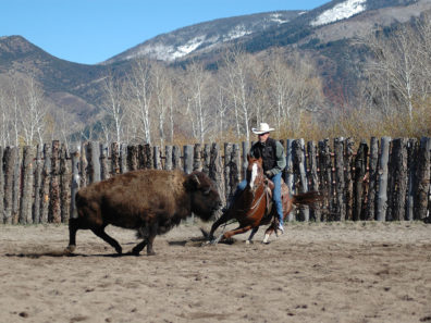 Don Weller cutting a buffalo