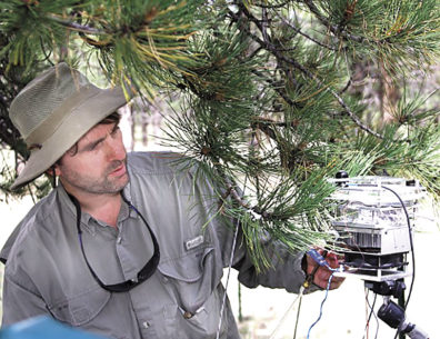 Atmospheric scientist tests pine needles for terpene levels in Colorado