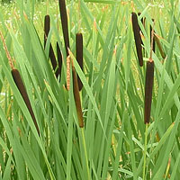 cattails