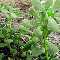 purslane