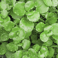 watercress