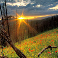Flowers among ruined trees on Mount St. Helens
