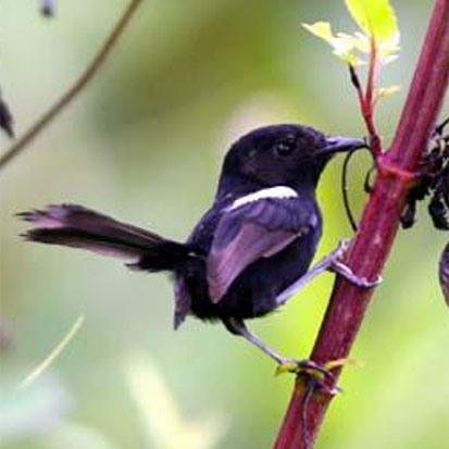 Fairytale wren in Papua New Guinea