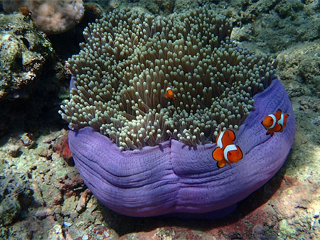 Clownfish next to anemone