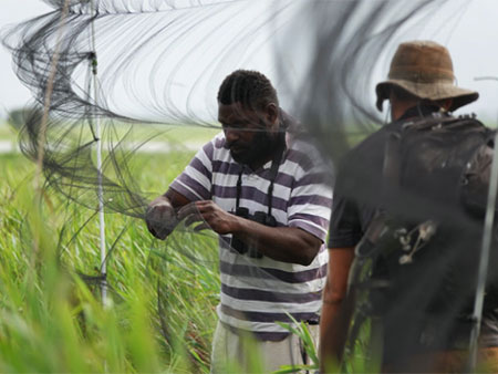 Jordan Boersma and research assistant set up mist nets in Papua New Guinea