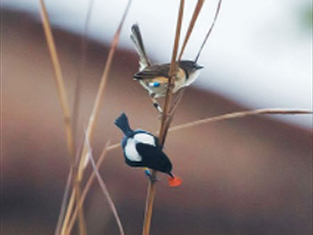 White-shouldered fairywrens on a bush