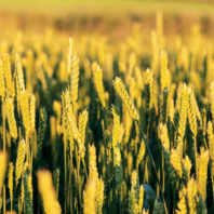 Elwha River winter spelt