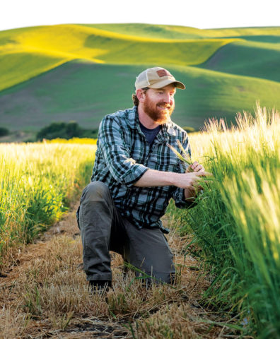 WSU plant breeder Kevin Murphy examines spelt in a field