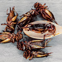 Insects and wooden spoon on the wood table