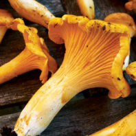 Wild golden Pacific chanterelles on wood