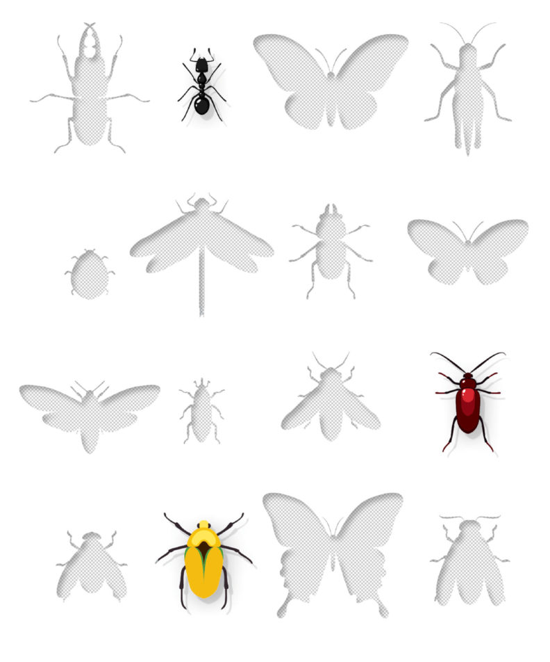 Insects in illustration