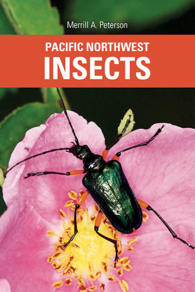 Book cover of Pacific Northwest Insects
