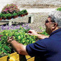 Man at raised garden bed