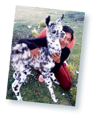 Llama with a Bolivian farmer
