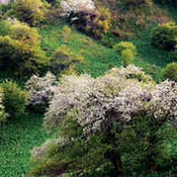 Wild apple trees blooming in Kazakhstan