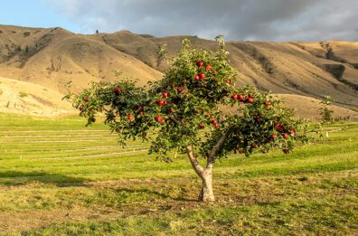Cosmic Crisp mother tree