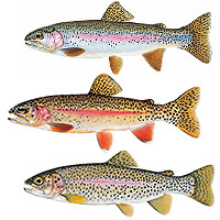 various trout illustrations by Joseph Tomelleri