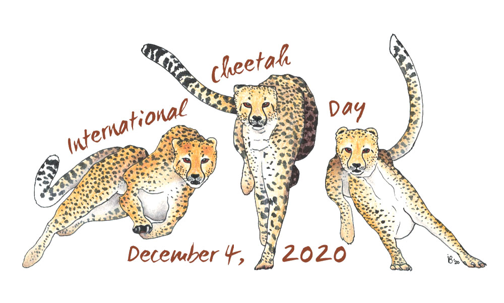 Illustration of three cheetahs for International Cheetah Day, December 4, 2020
